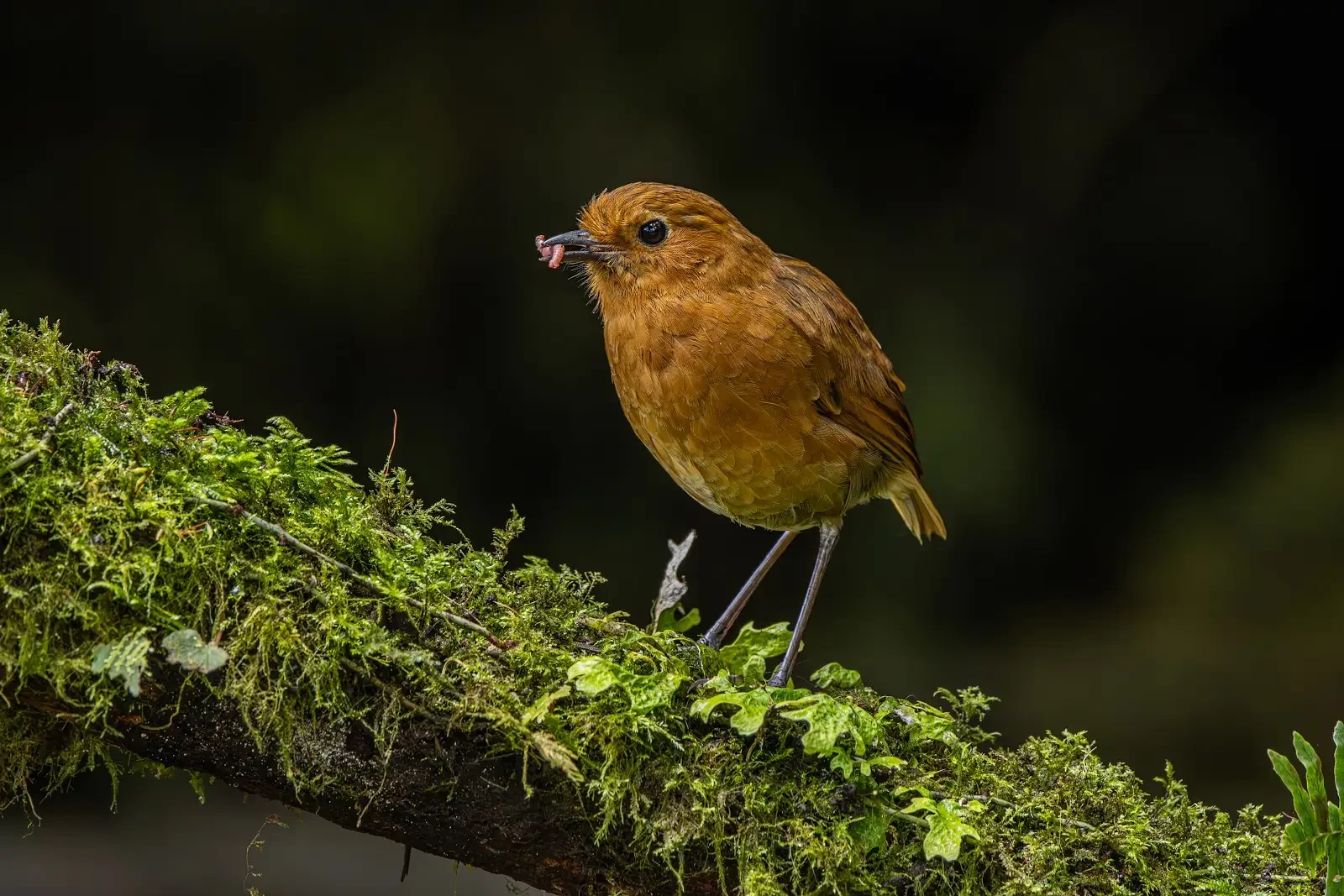Equatorial Antpitta in Ecuador