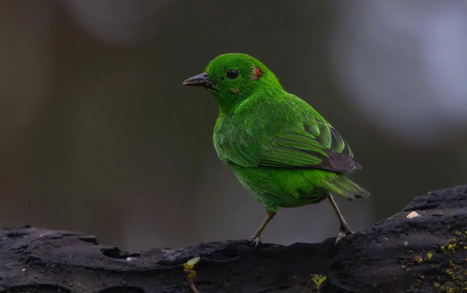 Glistening-green Tanager in Ecuador