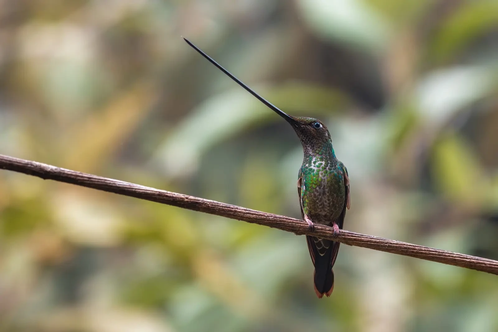 Sword-billed Hummingbird in Ecuador