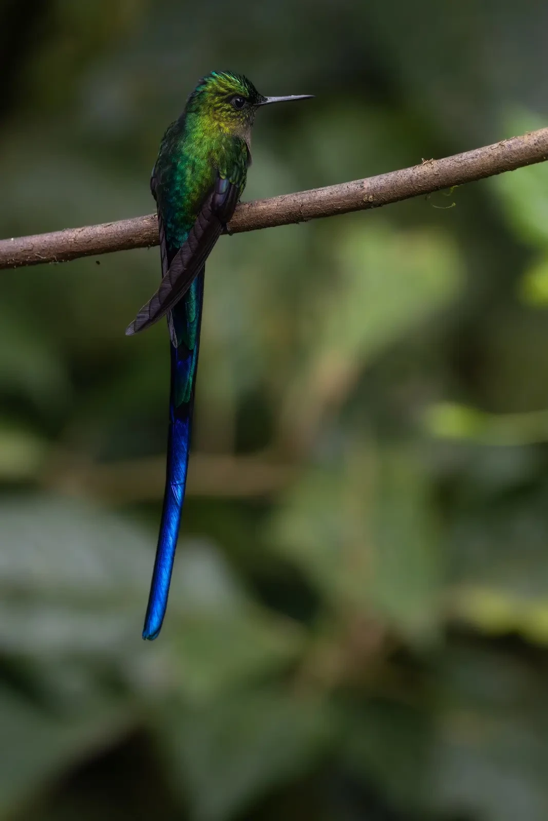 Violet-tailed Sylph in Ecuador