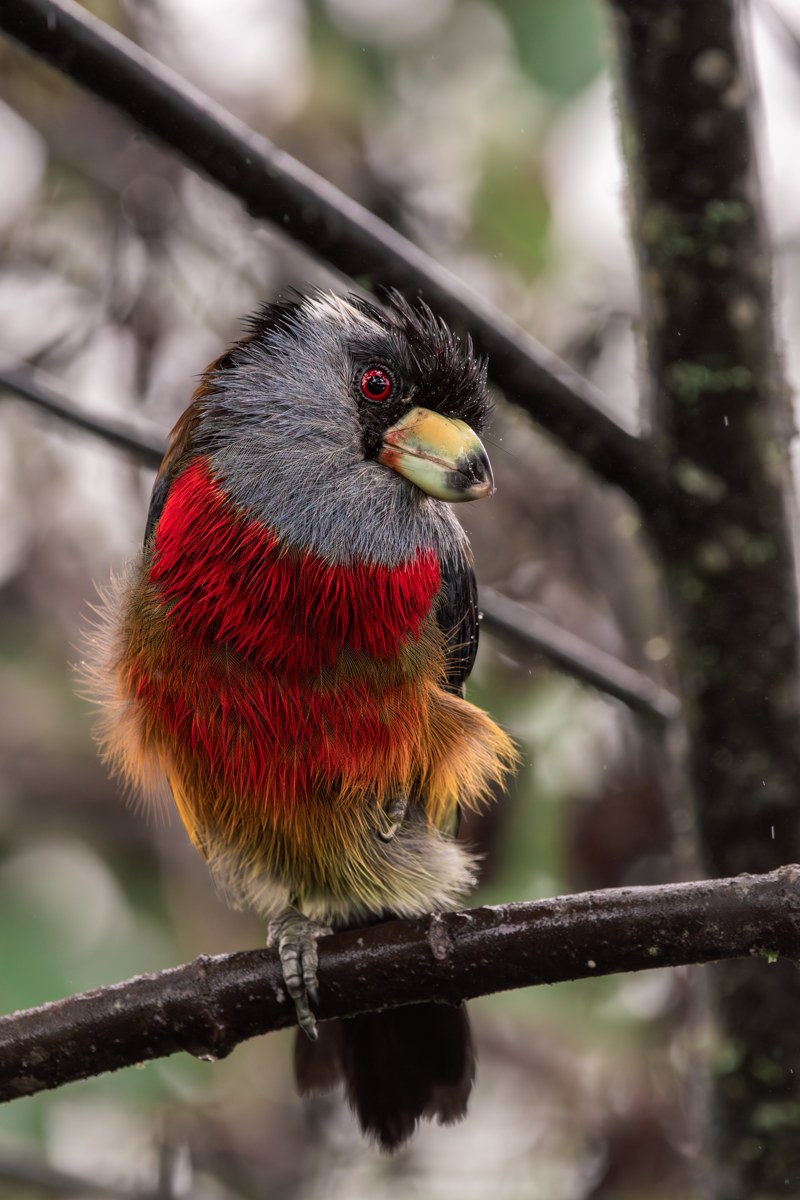 Toucan barbet in the cloud forest
