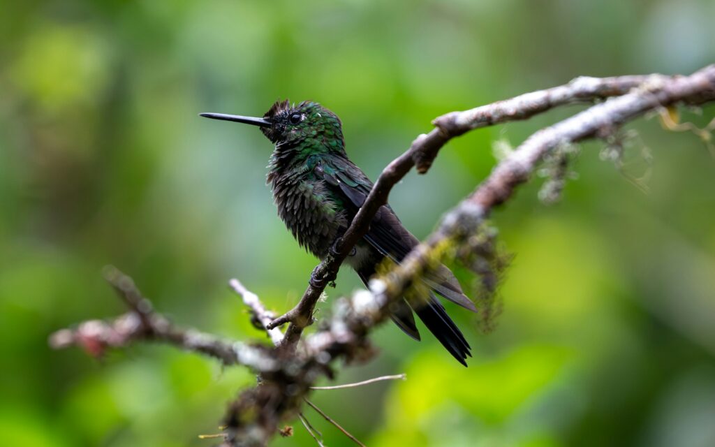 Hummingbird in Mindo cloud forest